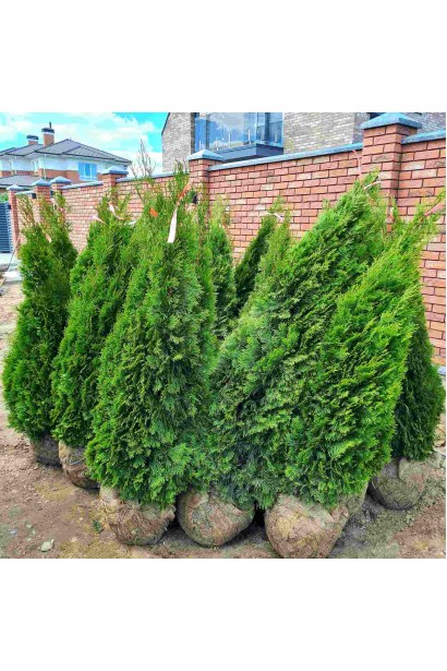 Вечнозеленая туя Смарагд с комом земли для живой изгороди.